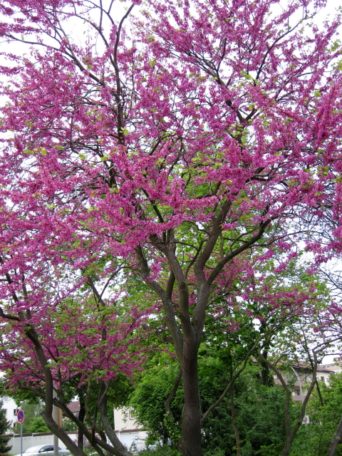 Judasbaum_6_1.JPG