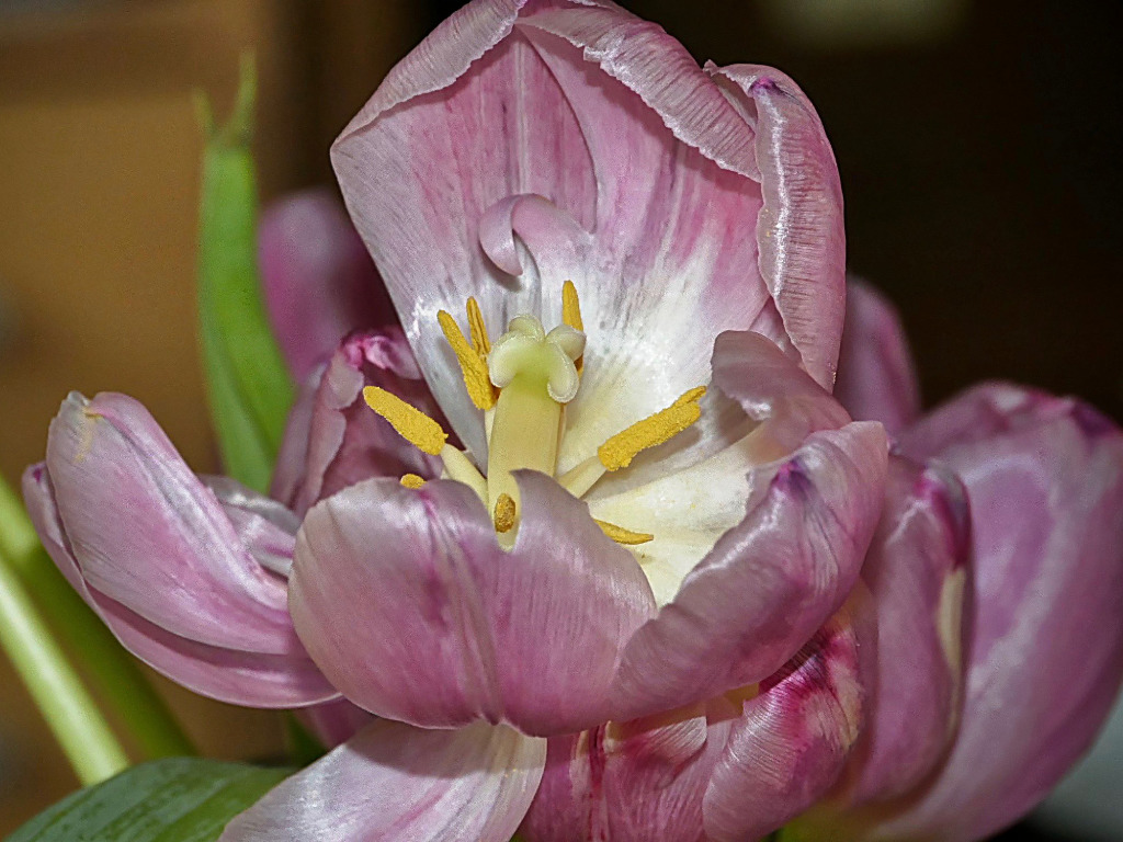 Tulpe am Verblühen K.jpg