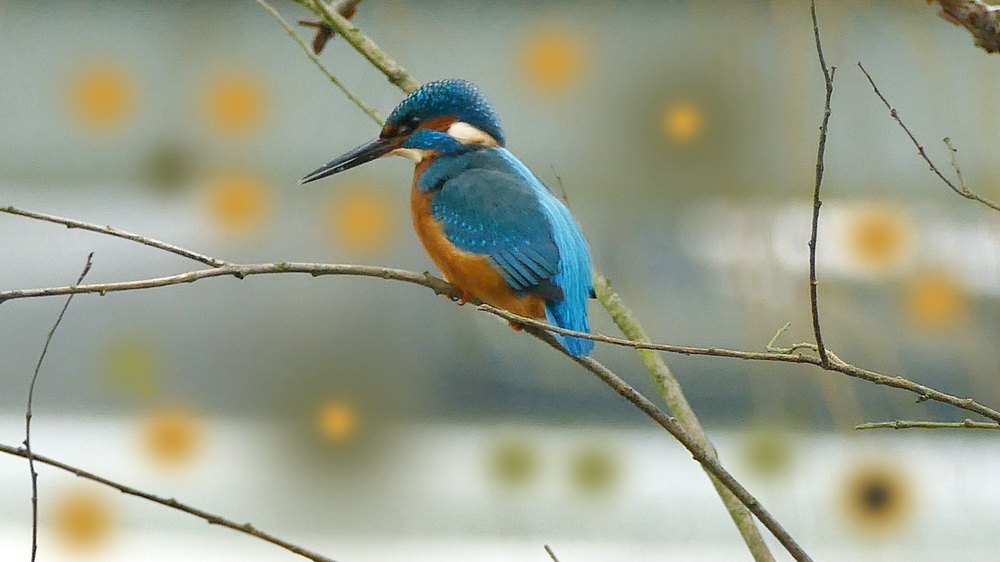 verkleinert  .Bokeh Eisi 01 Februar 2017.jpg
