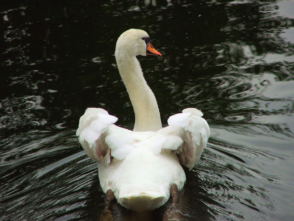 Mein lieber Schwahn_1.jpg