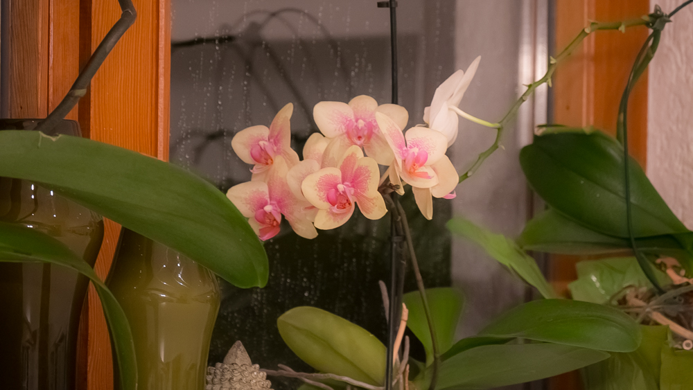 testgx80-fz300 (3).jpg