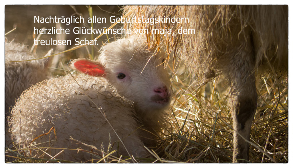 Geburtstagsgrüße von maja.jpg