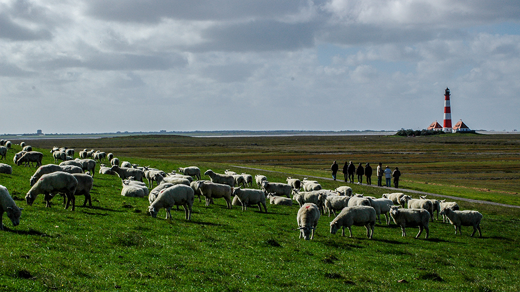 Westerhever Leuchtturm mit Schafen.jpg