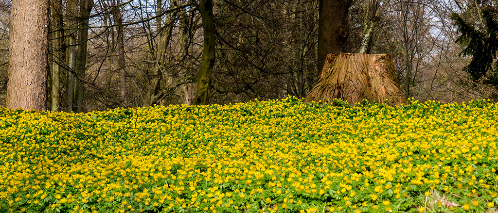 Winterling-Wiese im Schlosspark.jpg