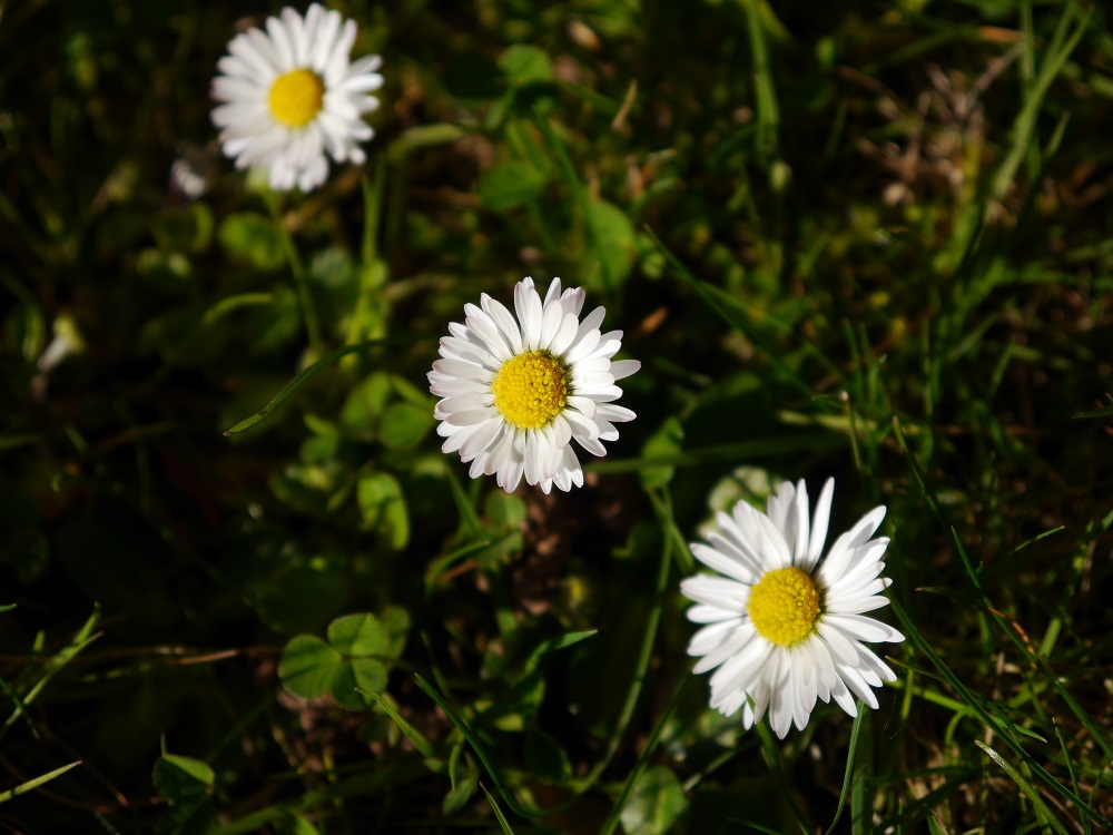 P1010585.JPG
