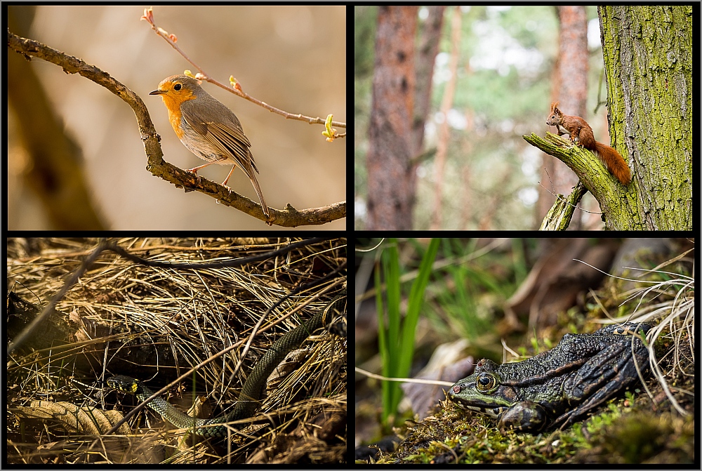 Collage_Tiere_Teufellssee_comp10.jpg