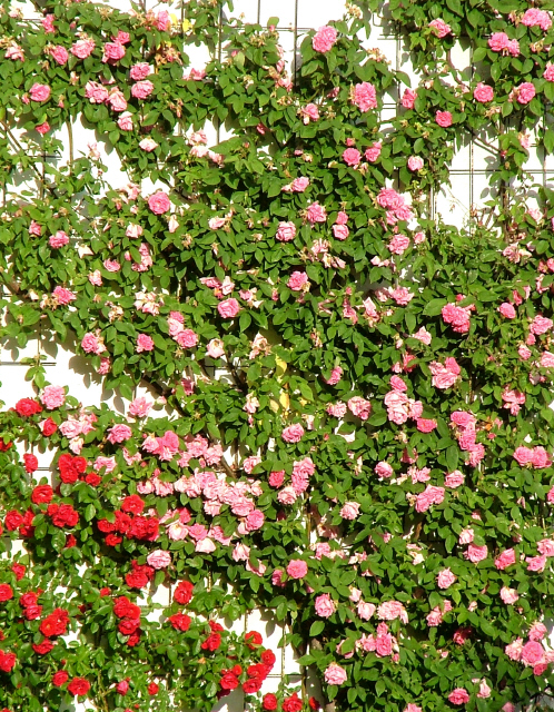 Rosenfassade_3_1.JPG