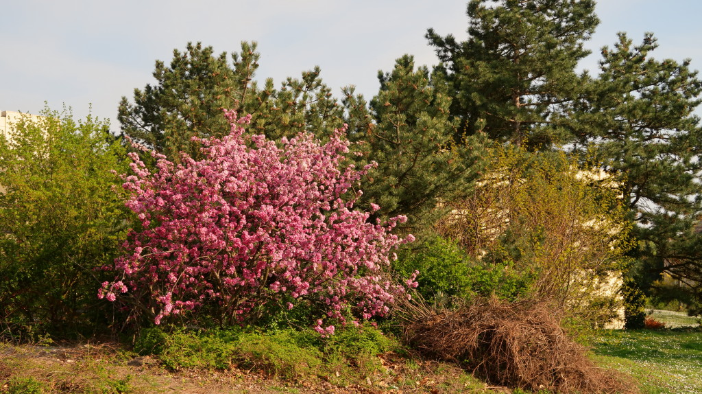Blüten rosa_1.JPG