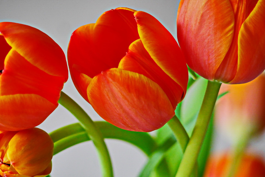 Tulpen.JPG