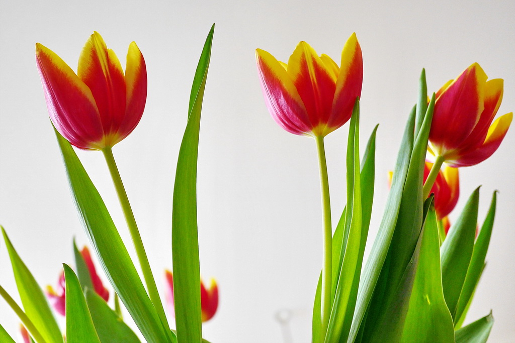Tulpen 1.JPG