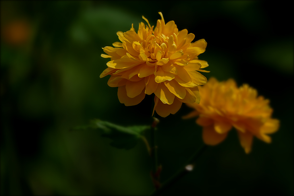 Blume-1.jpg