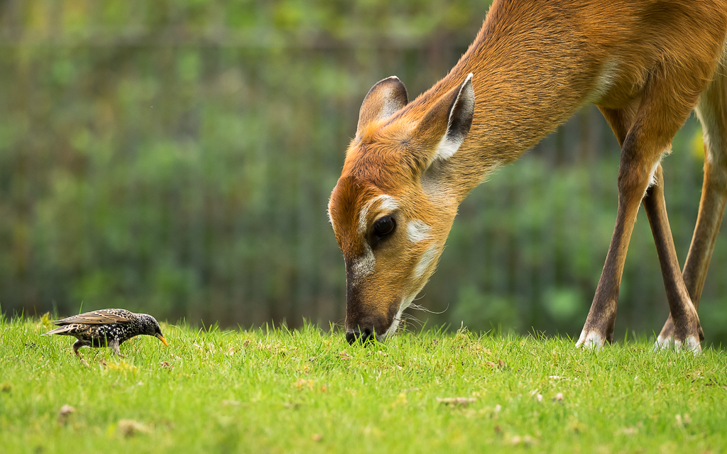 Zoo_03_Koexistenz.JPG