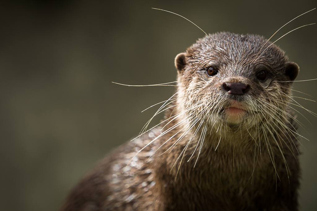 Zoo_06_Zwergotter.JPG
