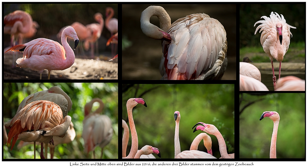 Flamingo_Collage_comp10.jpg