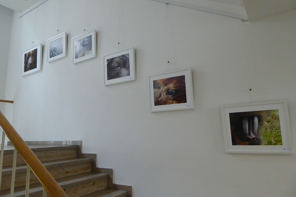 comp_P1000670.jpg