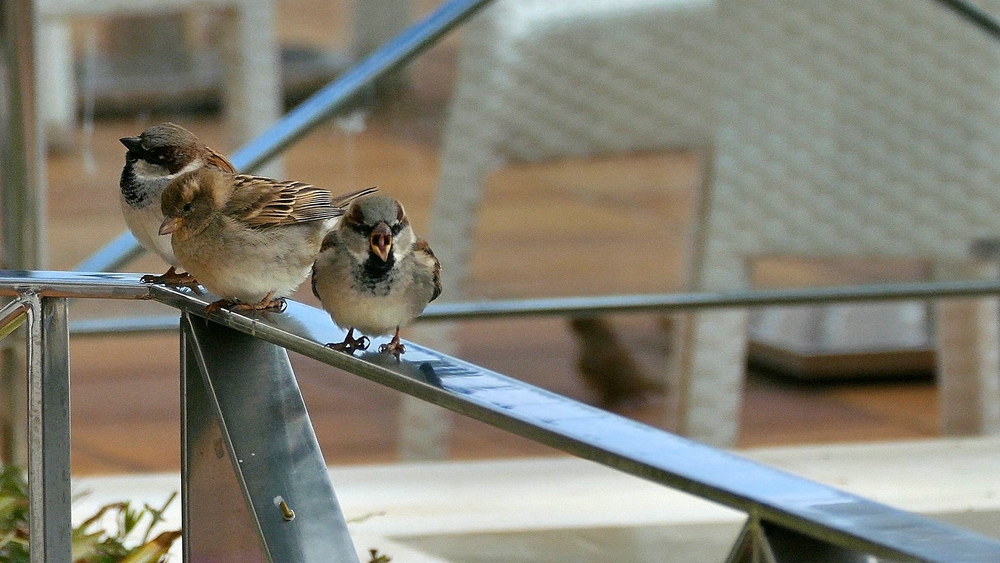 verkleinertSpatz 03 x.jpg