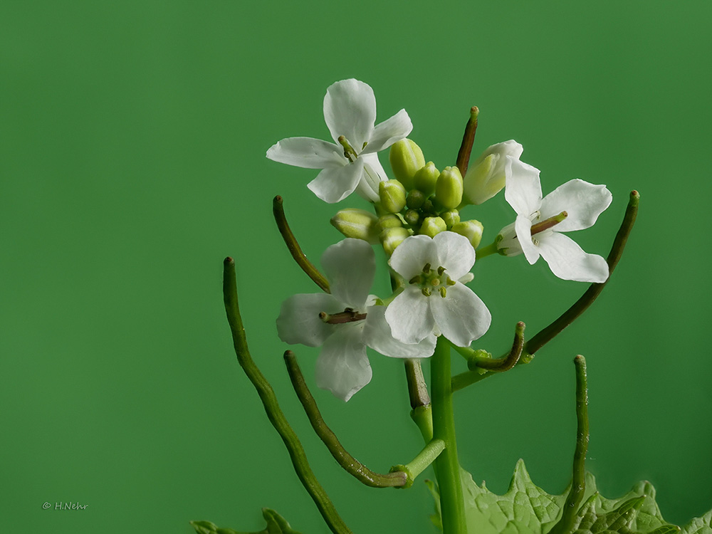 2017-05-05 Stack aus 65 Aufnahmen B.jpg