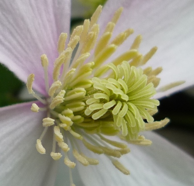 Clematis FX35 02.jpg