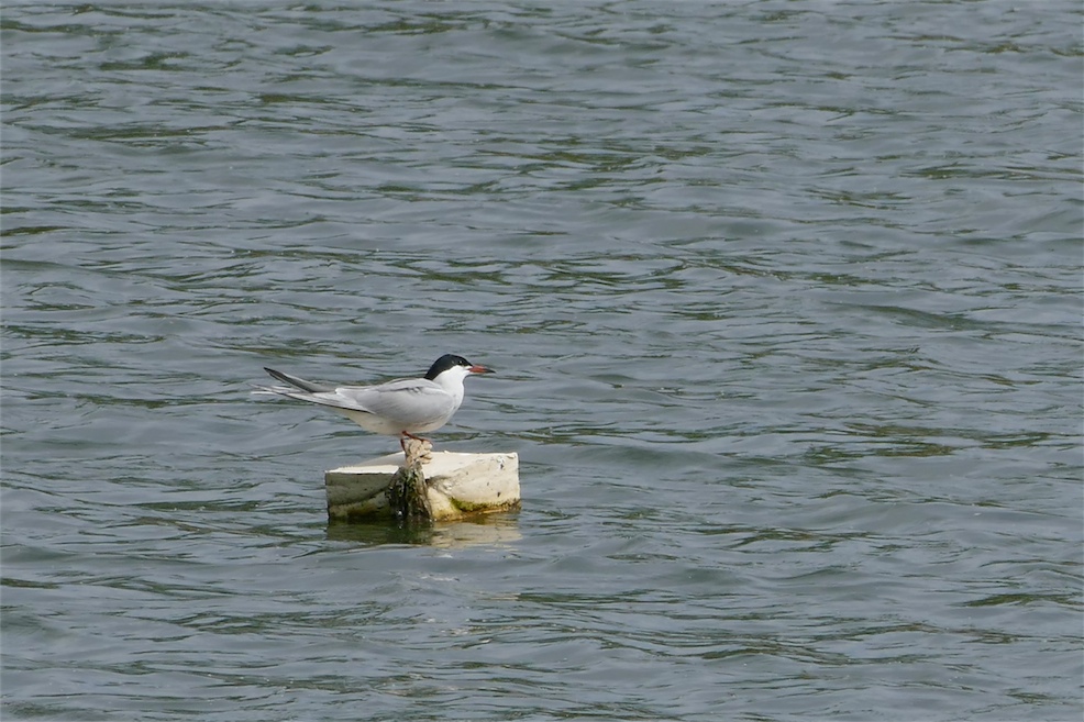 2_Flusseeschwalbe.JPG