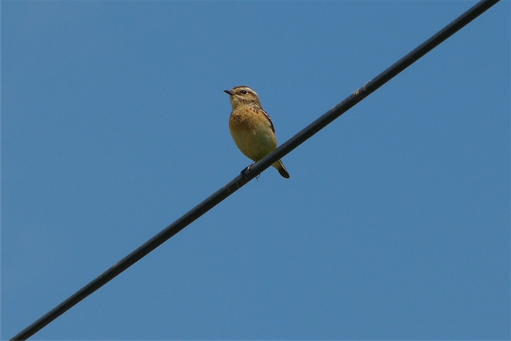 2_Braunkehlchen-W.JPG