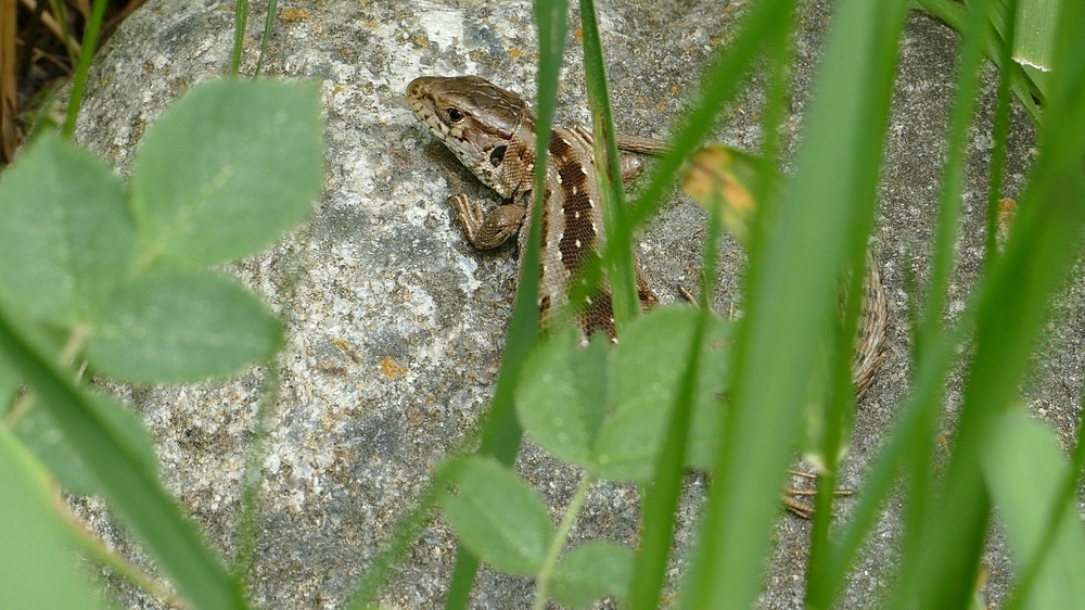 verkleinert Eidechse 03.jpg