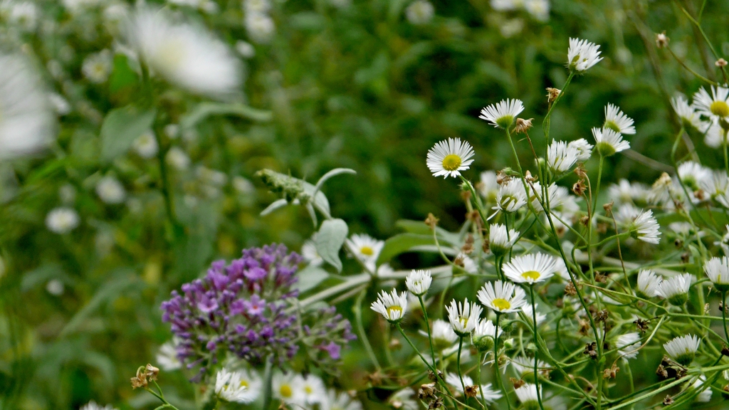 Blüten.jpg