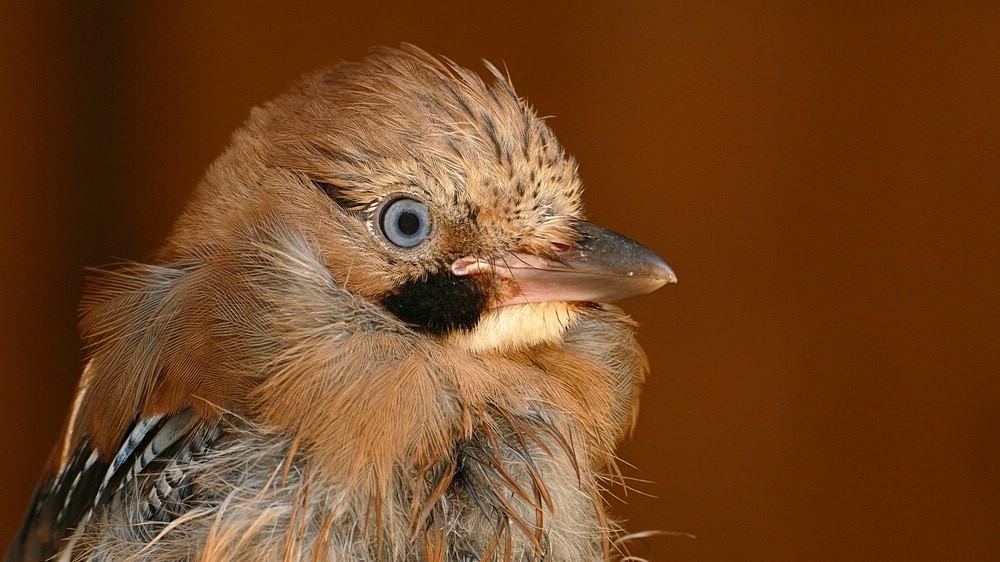 verkleinert .Eichelhäher.jpg