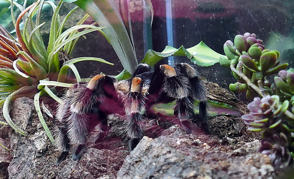 P1010758 Brachypelma smithi  Kopie.jpg