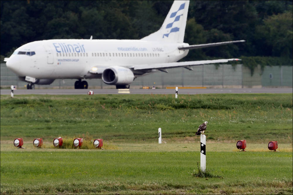 spotting_tegel_84.jpg