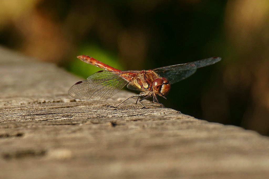 Blutrote_Heidelibelle_Männchen_Gruga_09-17.jpg