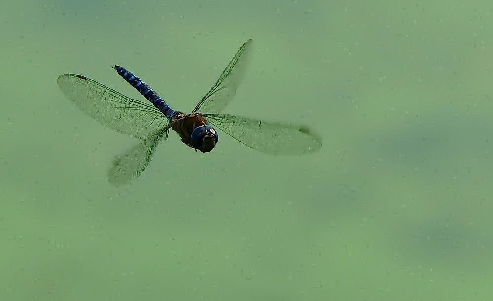 Libelle im Flug.jpg