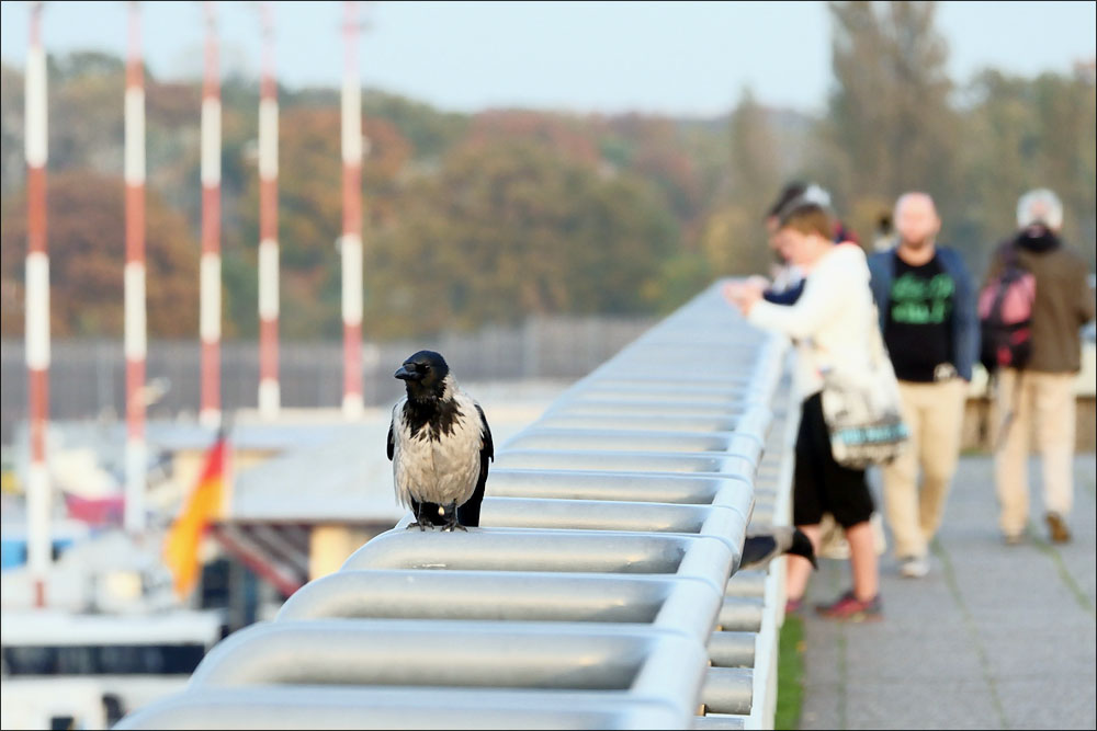 spotting_tegel_100.jpg