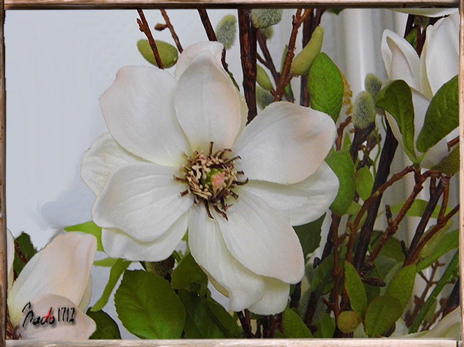 christrose-rahmen-schmal-2.jpg