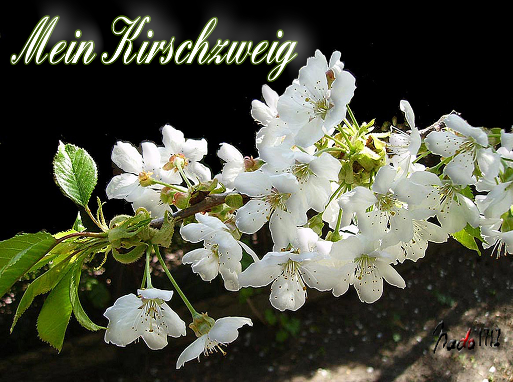 kirschzweig-plastisch.jpg