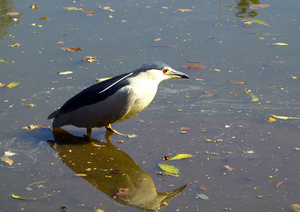 P1030739 Nachtreiher (Nycticorax nycticorax) Kopie.jpg