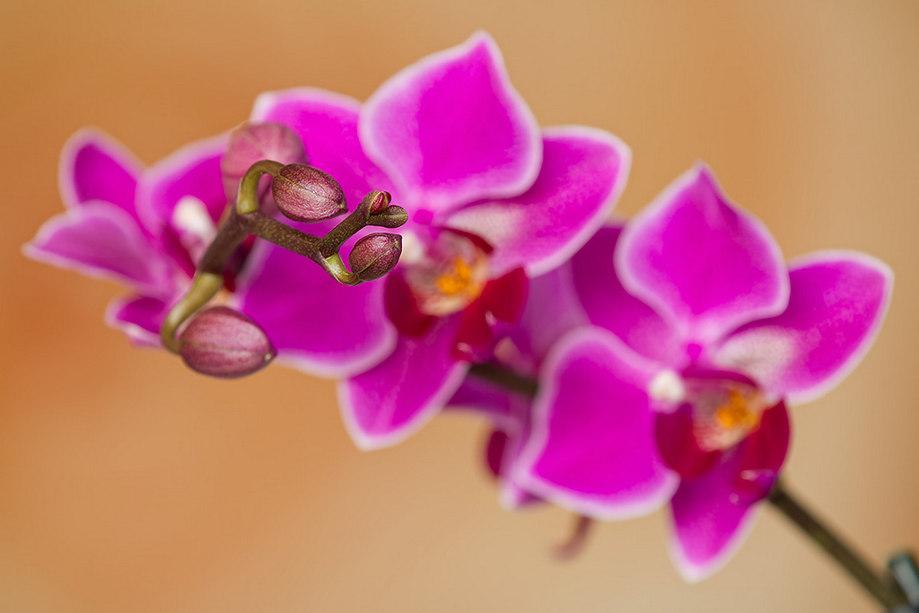 Orchidee-1-1024.jpg