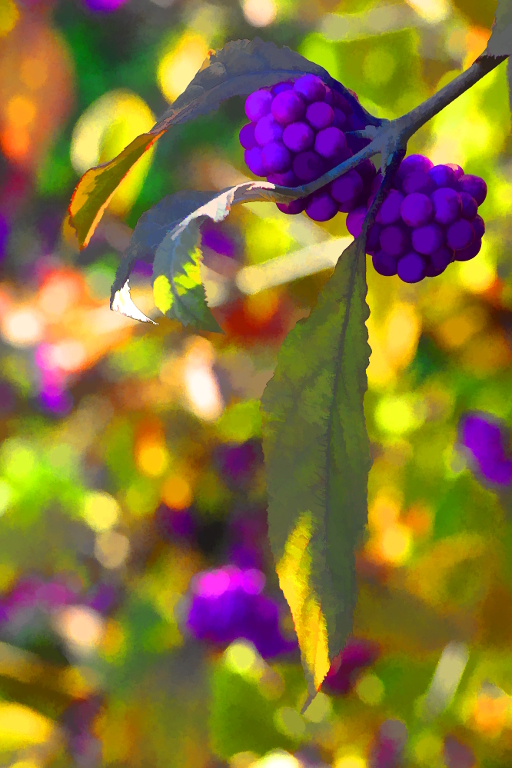 P2900264 Liebesperlenstrauch Spielereien verkleinert.jpg