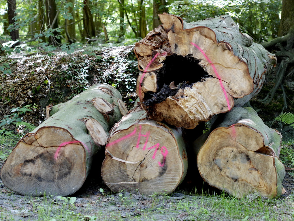 Holzstapel.JPG