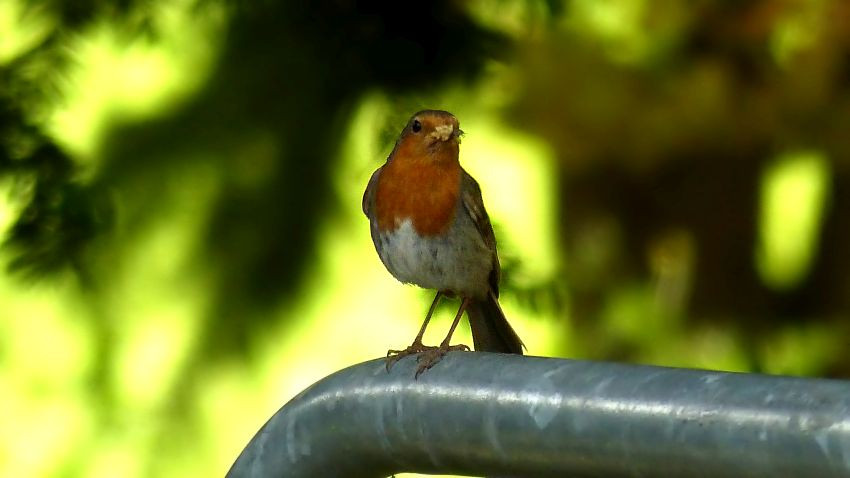 Rotkehlchen (28).JPG