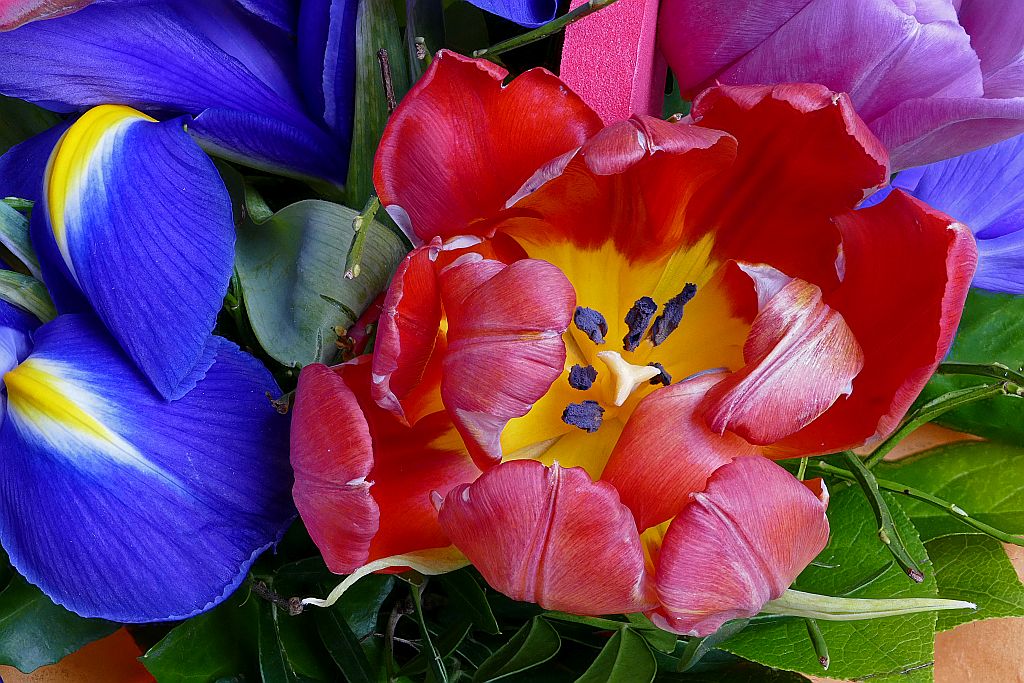 Stack Tulpe-Iris.jpg