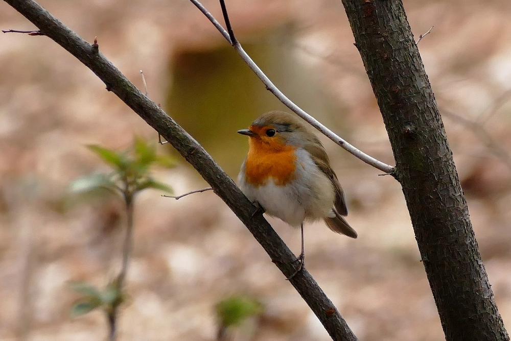 03 P1020721 xx verkleinert.jpg