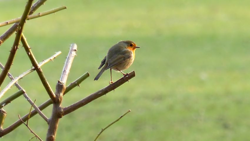 Rotkehlchen (10).JPG