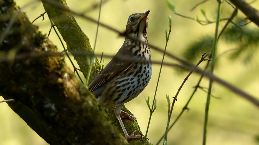 Wachholderdrossel (10).JPG