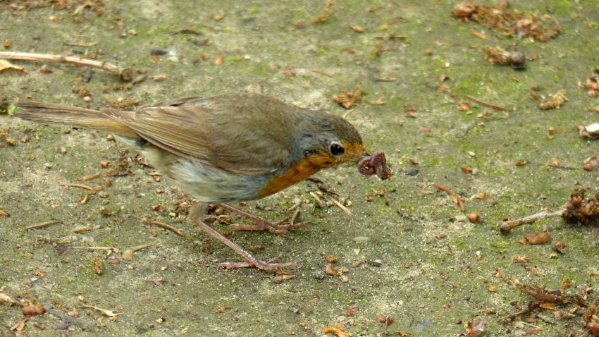 Rotkehlchen (47).JPG