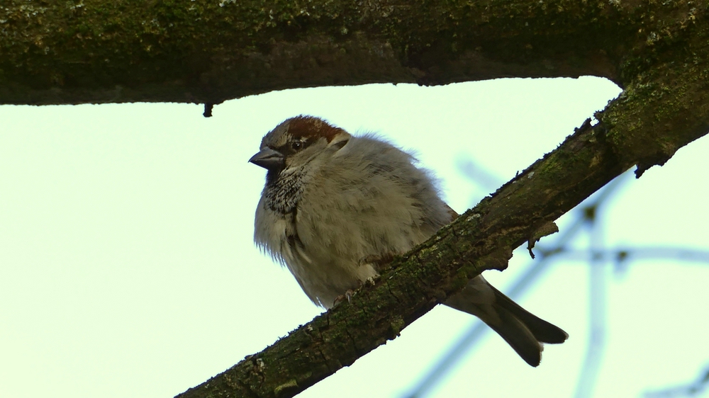 verkleinert .P1140644_cr.jpg