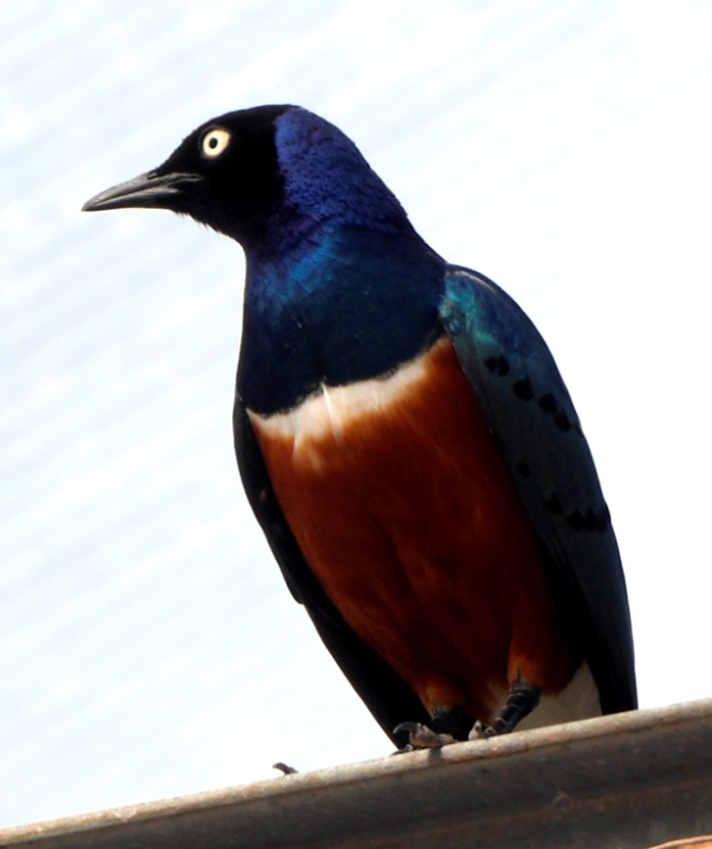 _1000259 644x768.jpg