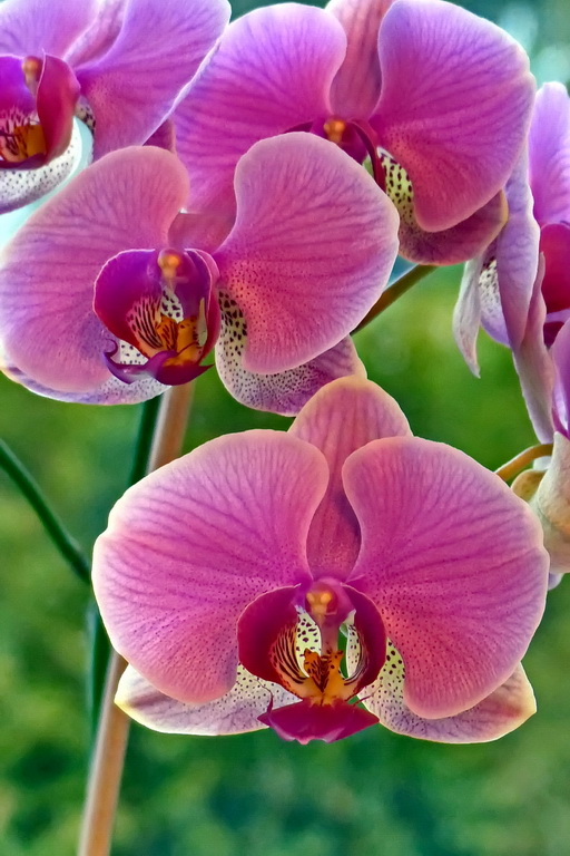 Orchidee 1.JPG