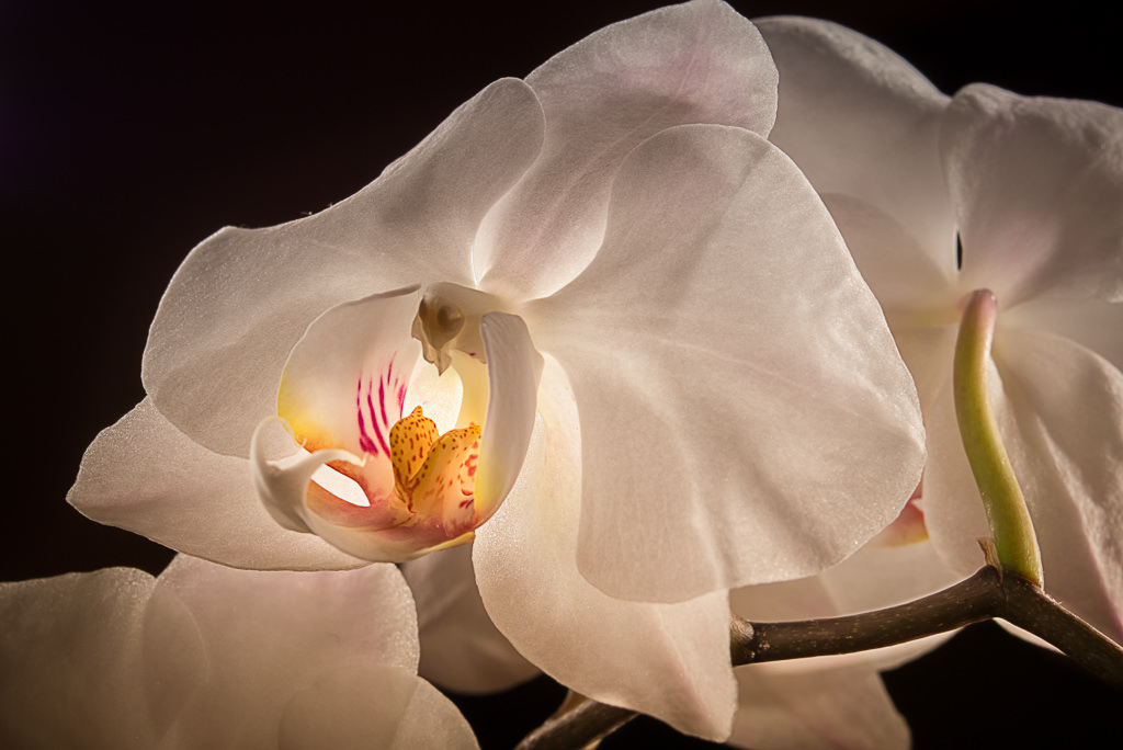 Orchidee-1.jpg
