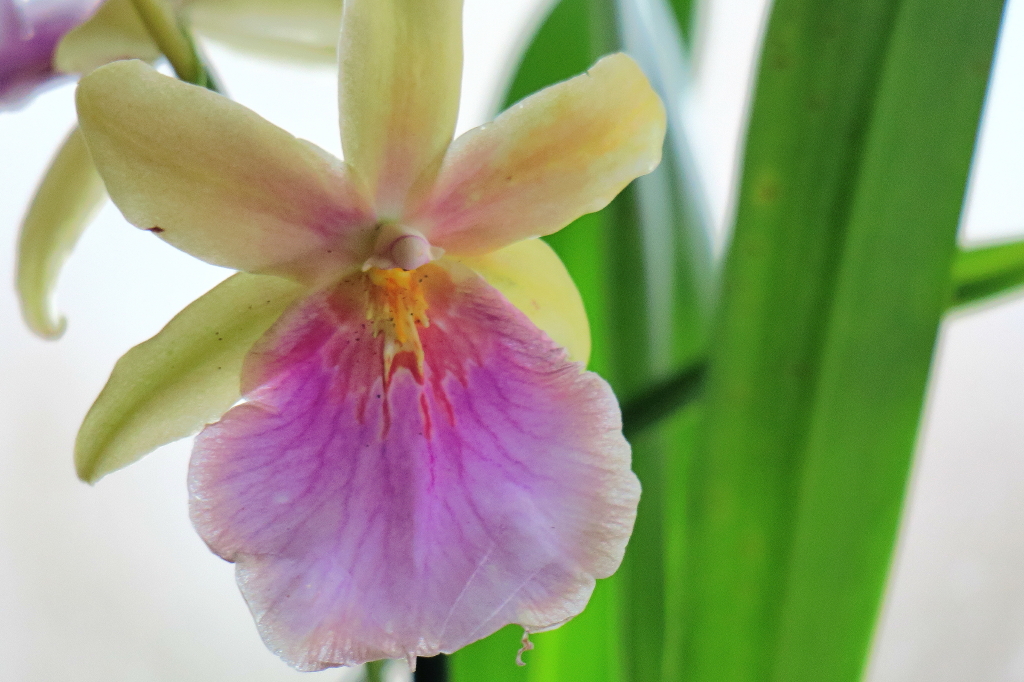 Miltonia Sunset Hybride_1_1.JPG