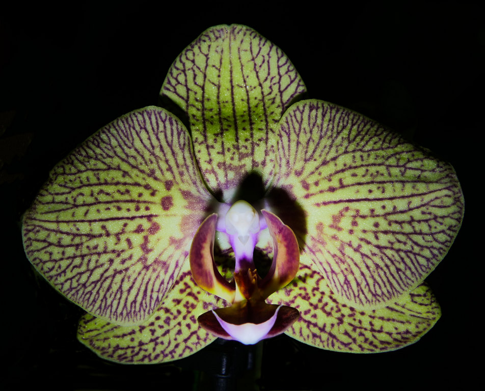 Orchidee-1.jpg